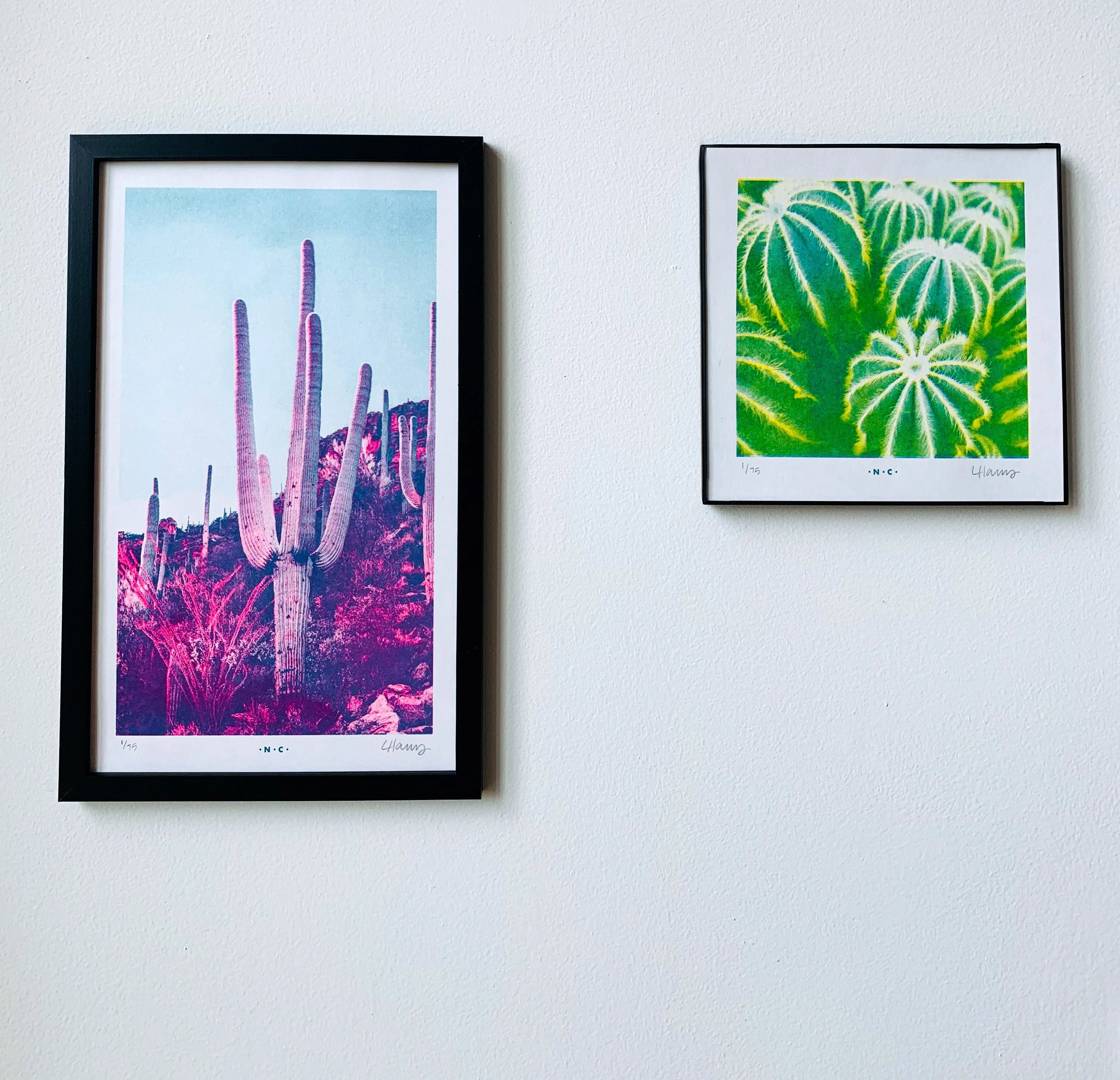 Parodia Magnifica Cacti Half-tone Risograph Print - Image 3